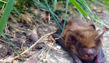 Rabid bat found in Seattle near the University of Washington – KIRO 7 News Seattle