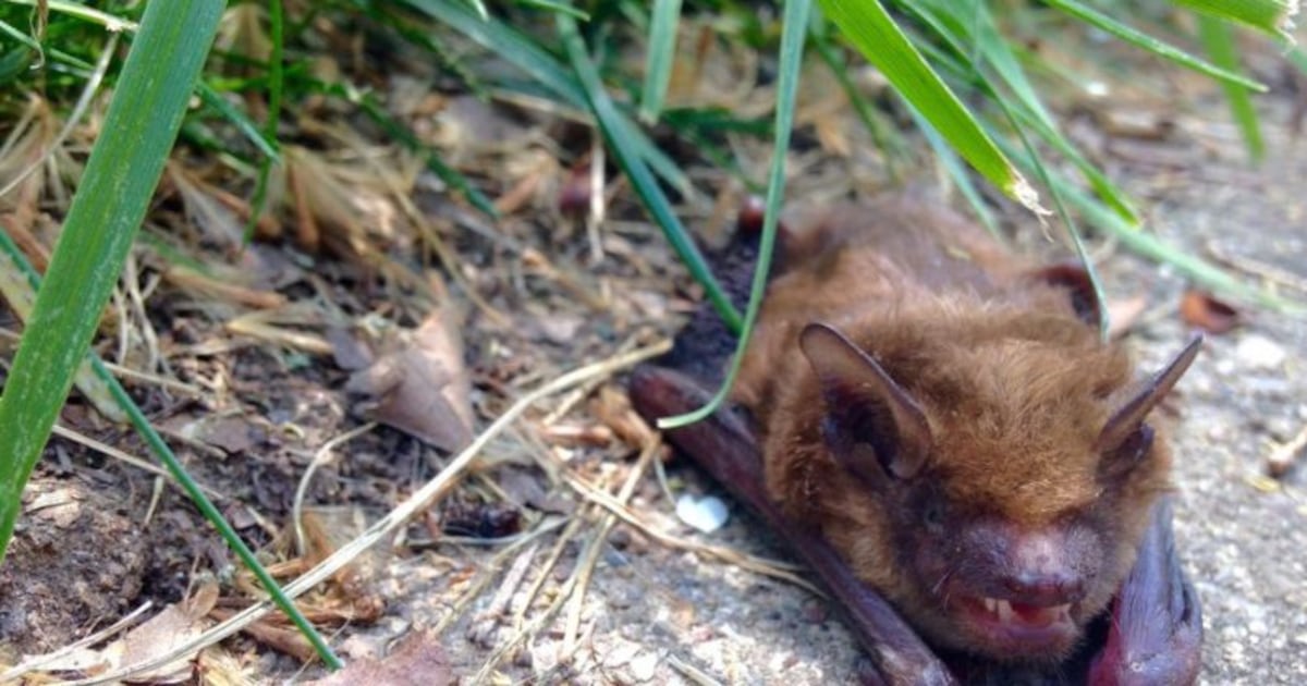 Rabid bat found in Seattle near the University of Washington – KIRO 7 News Seattle