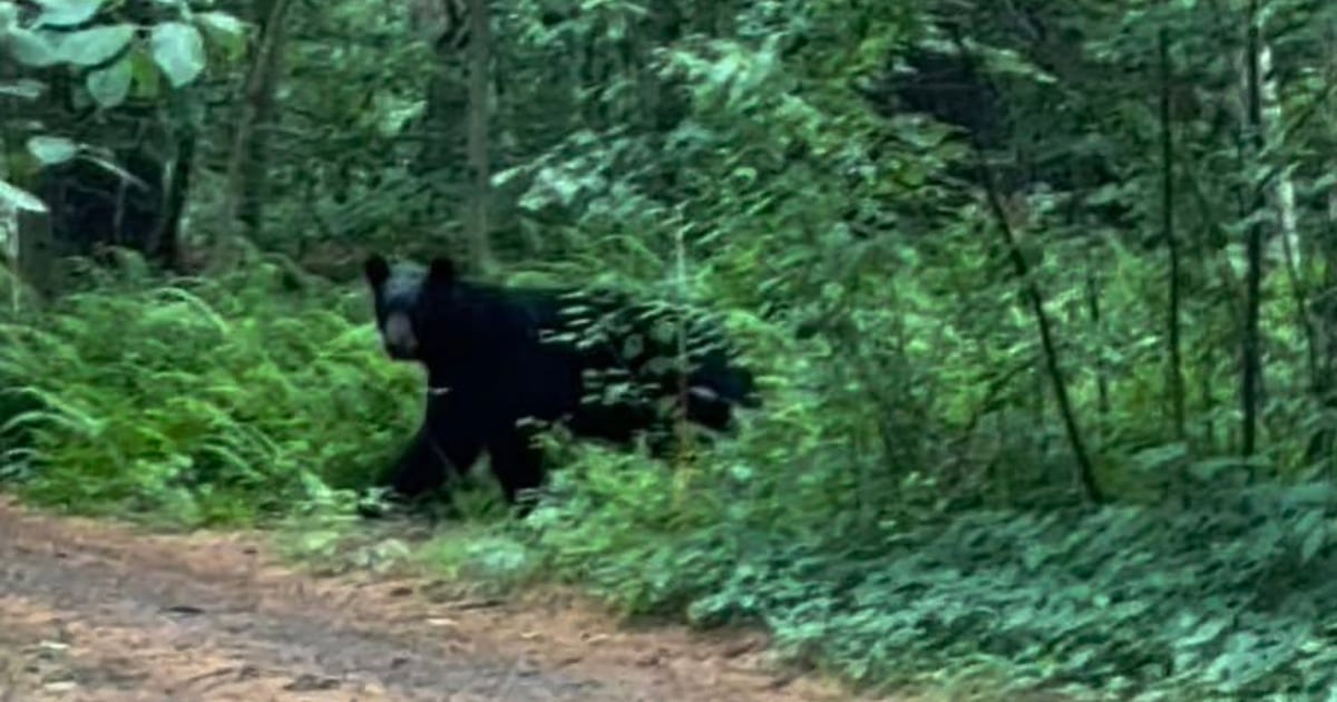 Black bear spotted in Norton as sightings increase across region