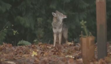 Coyotes raise concerns in Everett neighborhood – KIRO 7 News Seattle