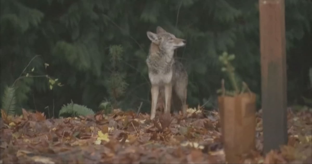 Coyotes raise concerns in Everett neighborhood – KIRO 7 News Seattle