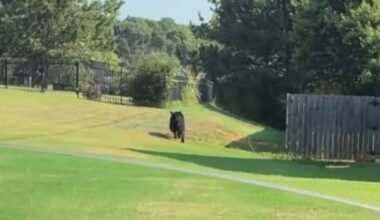 Black bear seen in Troutman neighborhood – WSOC TV