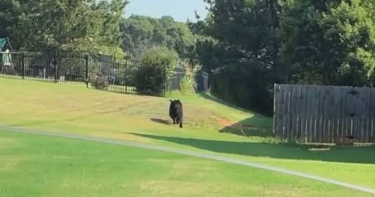 Black bear seen in Troutman neighborhood – WSOC TV