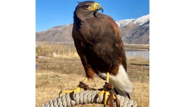 Missing hawk in Salt Lake City: HawkWatch International asks for help finding Stax