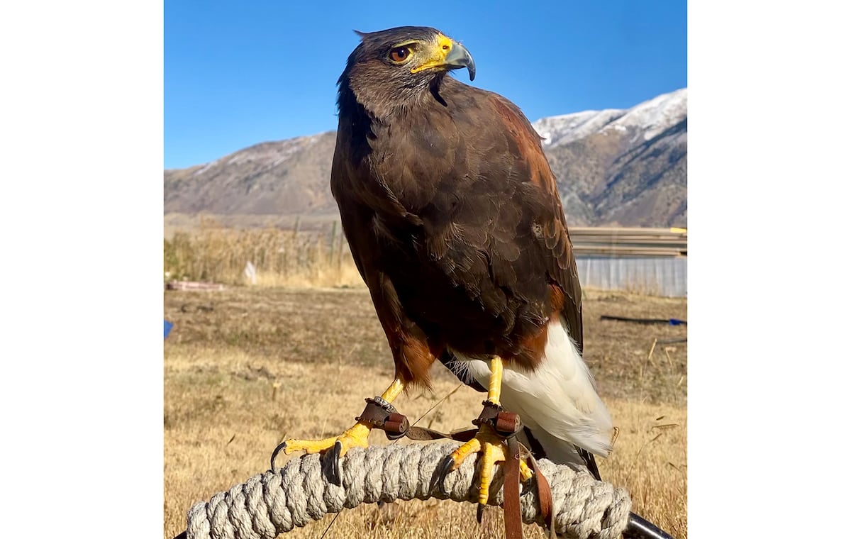 Missing hawk in Salt Lake City: HawkWatch International asks for help finding Stax