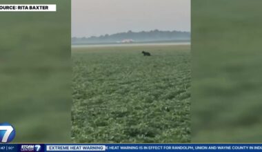 Woman’s morning walk interrupted by bear sighting in Greene Co
