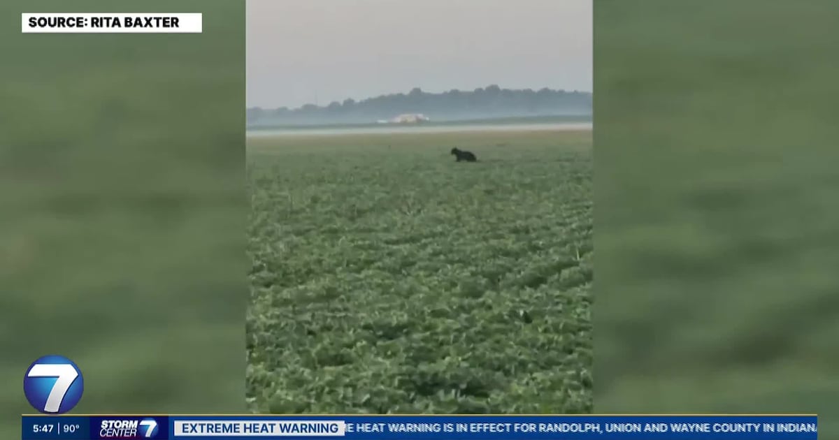 Woman’s morning walk interrupted by bear sighting in Greene Co