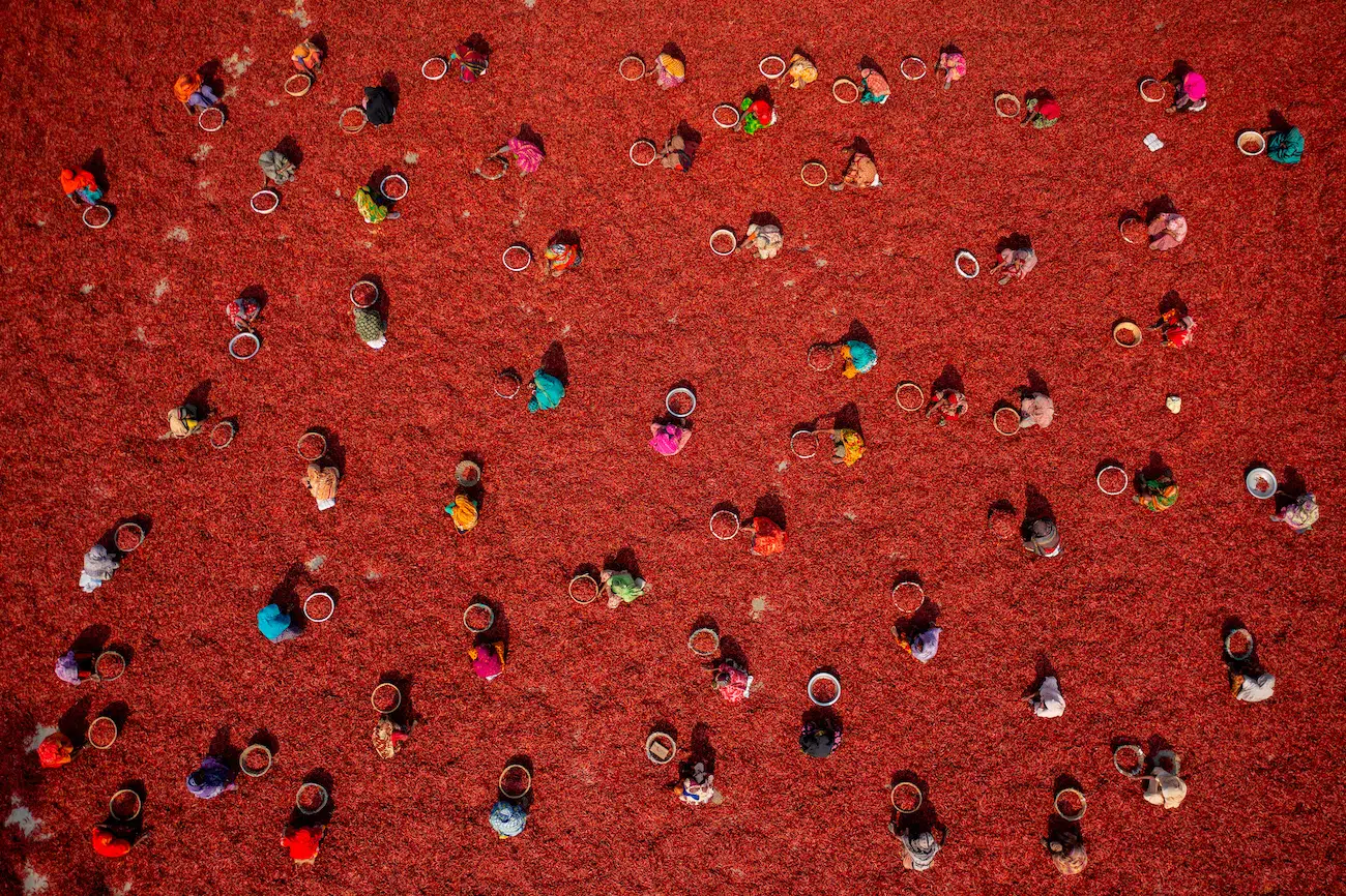 Azim Khan Ronnie, Bangladesh. Harvesting Red Chilies. Thousands of bright red chilli peppers are harvested in the hot sun before being sorted ready to be delivered to spice companies in the Sariakandi, Bogura, Bangladesh. More than 2,000 people work in almost 100 chilli farms in Bogura.