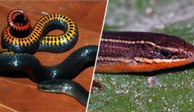 Three South Florida reptiles make the endangered species list – NBC 6 South Florida