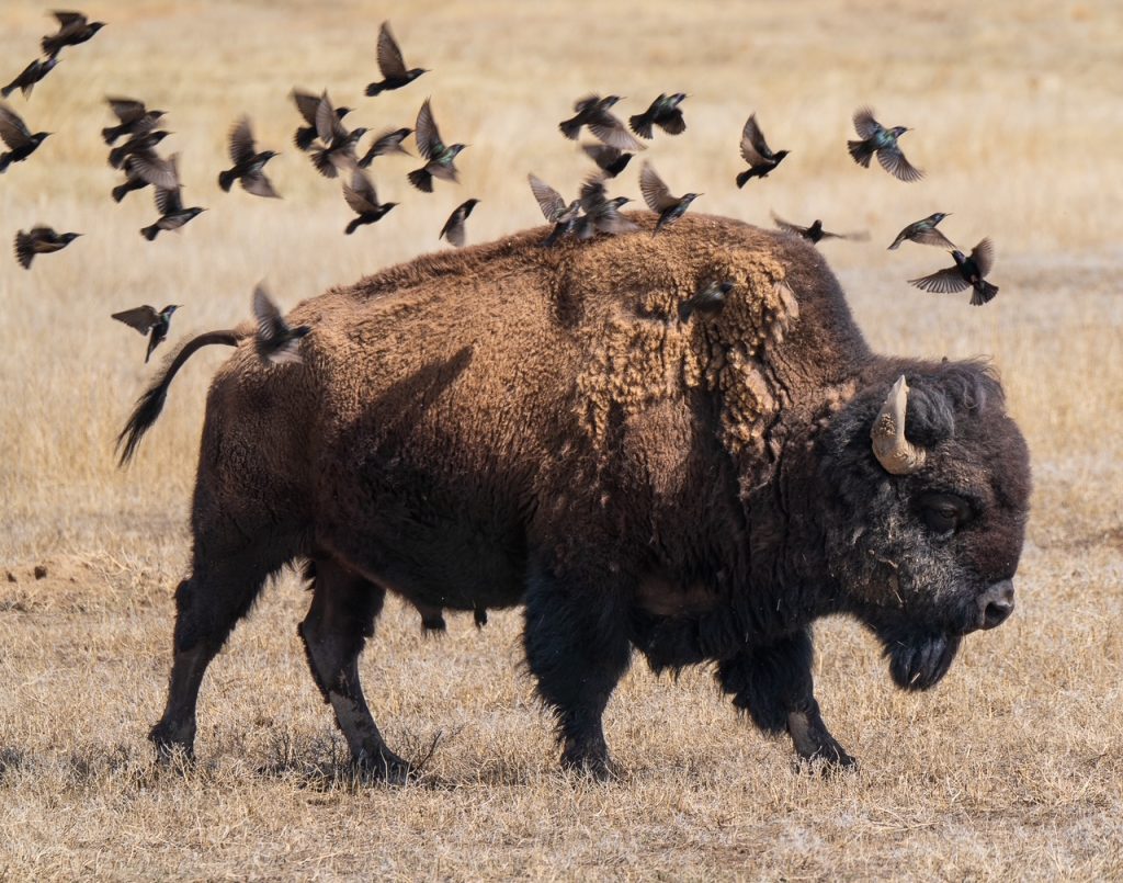 EagleARTS honors Colorado with special Western Photography Gallery Night