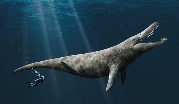 An artist’s impression of a pliosaur. Image credit: Megan Jacobs, University of Portsmouth.