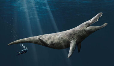 Jurassic Pliosaur Liopleurodon Was Big, but Not as Big as Once Feared