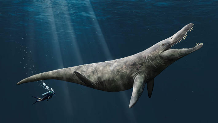 Jurassic Pliosaur Liopleurodon Was Big, but Not as Big as Once Feared