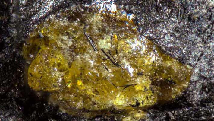 385-Million-Year-Old Amber Found in China
