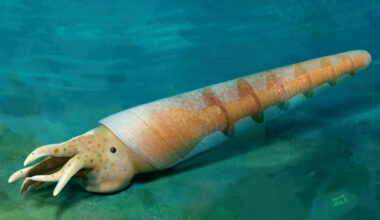 Life reconstruction of Eoceras shaanxiense. Image credit: Dinghua Yang.