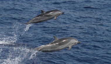 Hawaiʻi Island spinner dolphins are producing fewer calves, new study reveals : Big Island Now