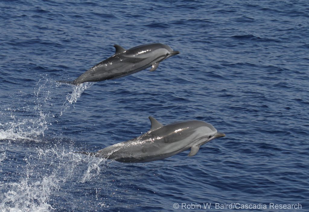 Hawaiʻi Island spinner dolphins are producing fewer calves, new study reveals : Big Island Now