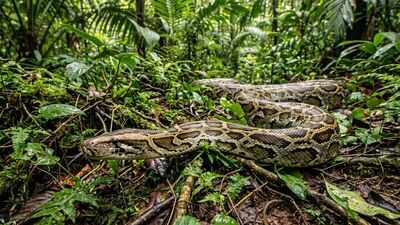 In 1992, Hurricane Andrew may have helped giant Burmese pythons spread across Florida's Everglades, creating one of America's worst invasive species crises
