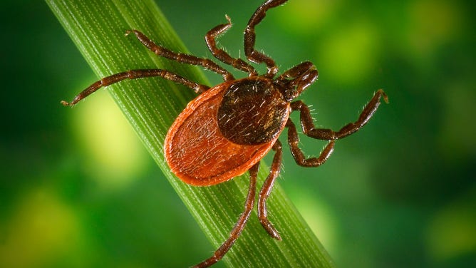 Ixodes pacificus (Western blacklegged tick).