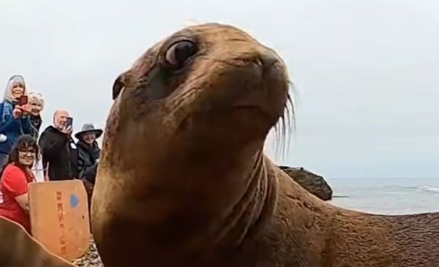Sea Lion Pup Found Wandering Streets In Outer Sunset Returns to the Wild Better Nourished