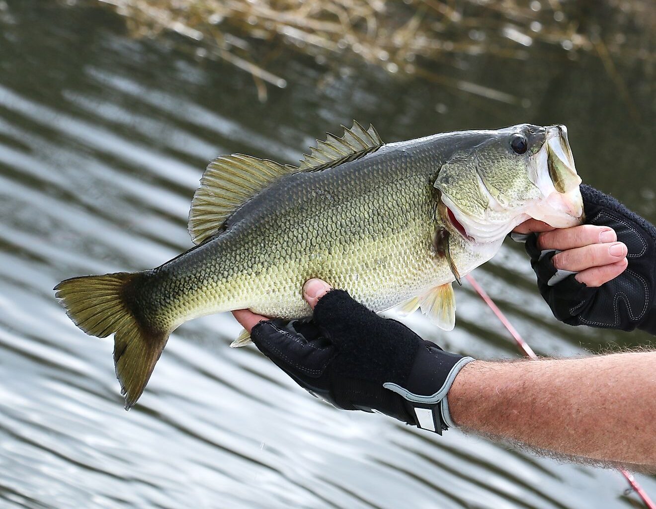The Lakes Where Bass Grow Largest in the United States