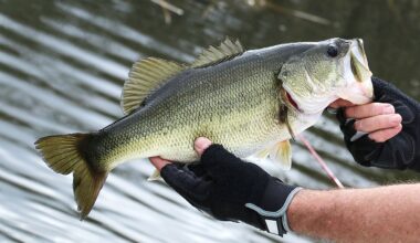 The Lakes Where Bass Grow Largest in the United States
