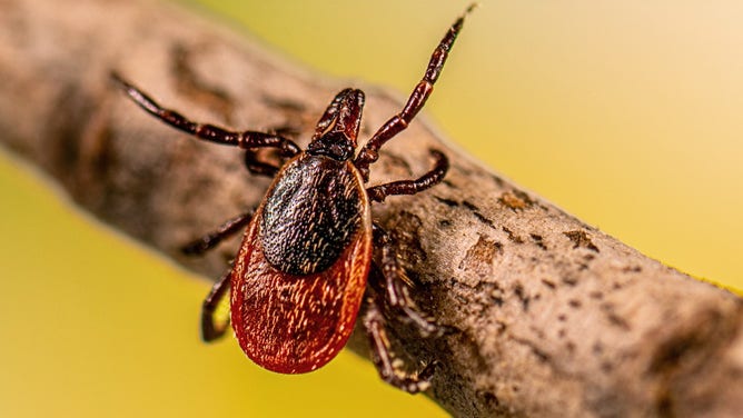 A photo of Ixodes scapularis (blacklegged tick)