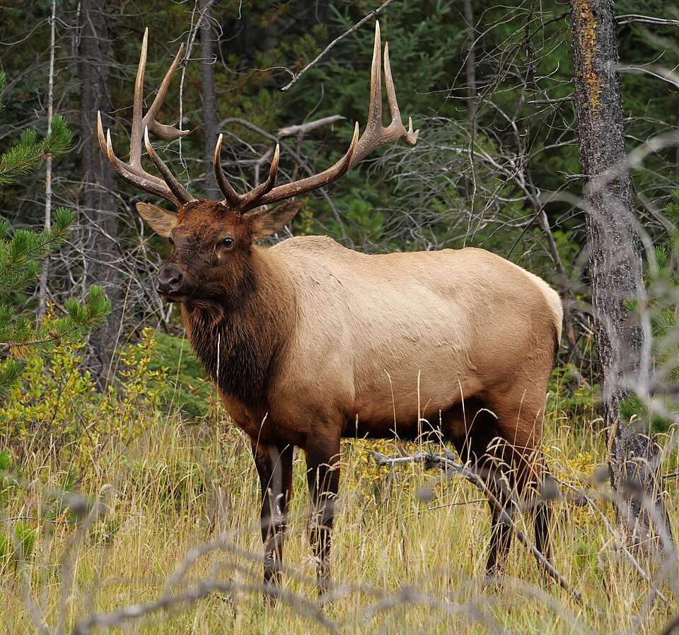 Elk populations in Yellowstone became healthier after the return of grey wolves restored natural predator-prey balance. Image Credits: Wikimedia Commons Jasper.Wapiti-Hirsch.P1033401