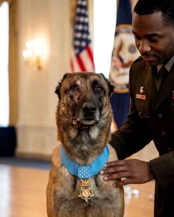 An AI-generated image of a dog, likely a German Shepherd or a Belgian Malinois, receiving the Medal of Honor. The right side of the dog's face is scarred and disfigured.