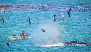 Humpback whales swim near shore on SLO County CA coast
