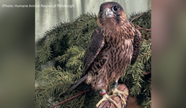 Young falcon from Pitt's Cathedral of Learning nest recovering after collision and lead exposure