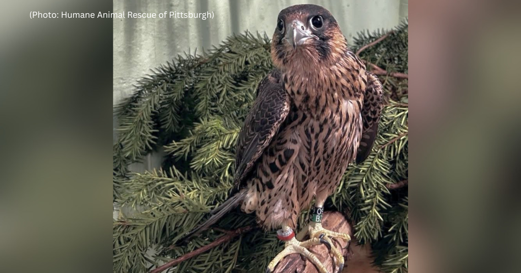 kdka-peregrine-falcon-red.png