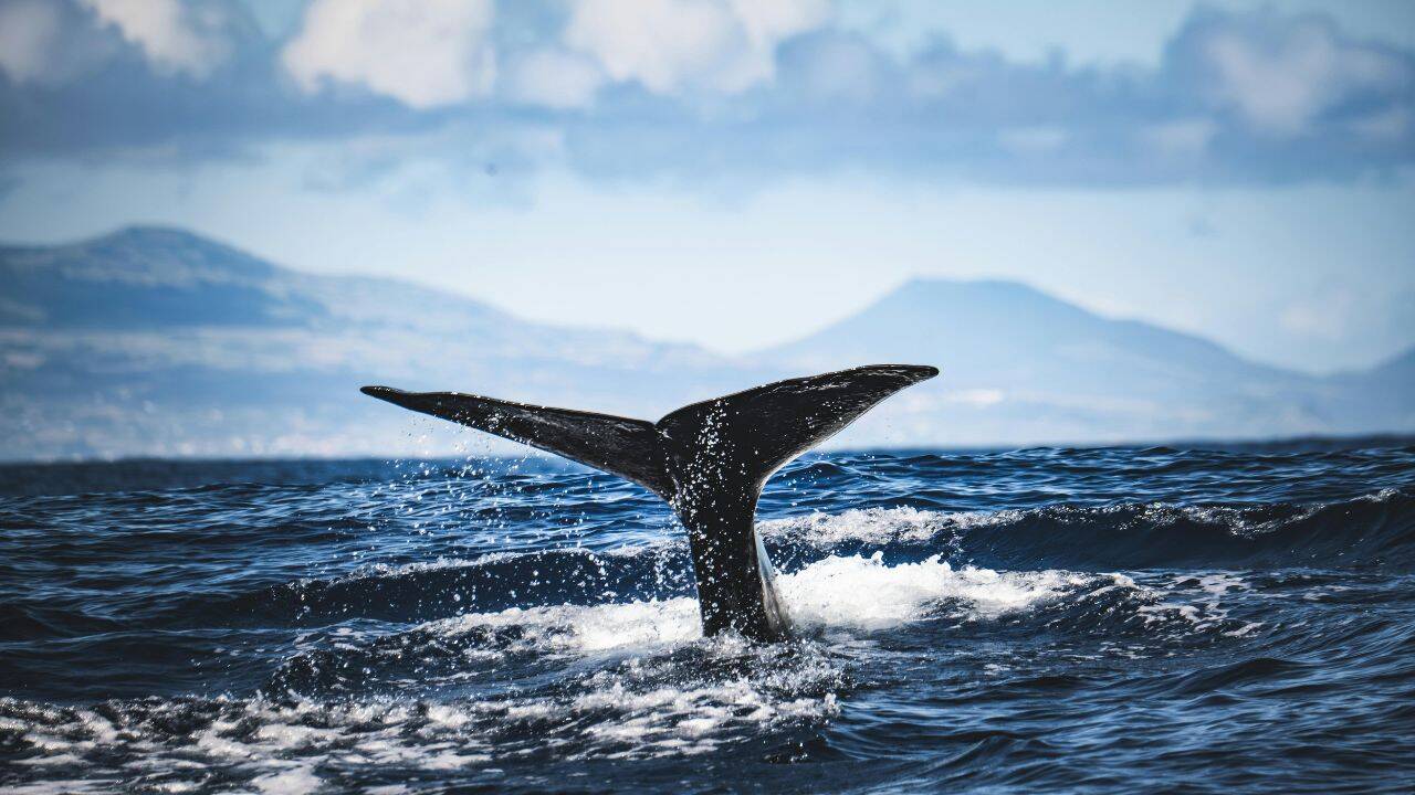 Representative image Killer Whale