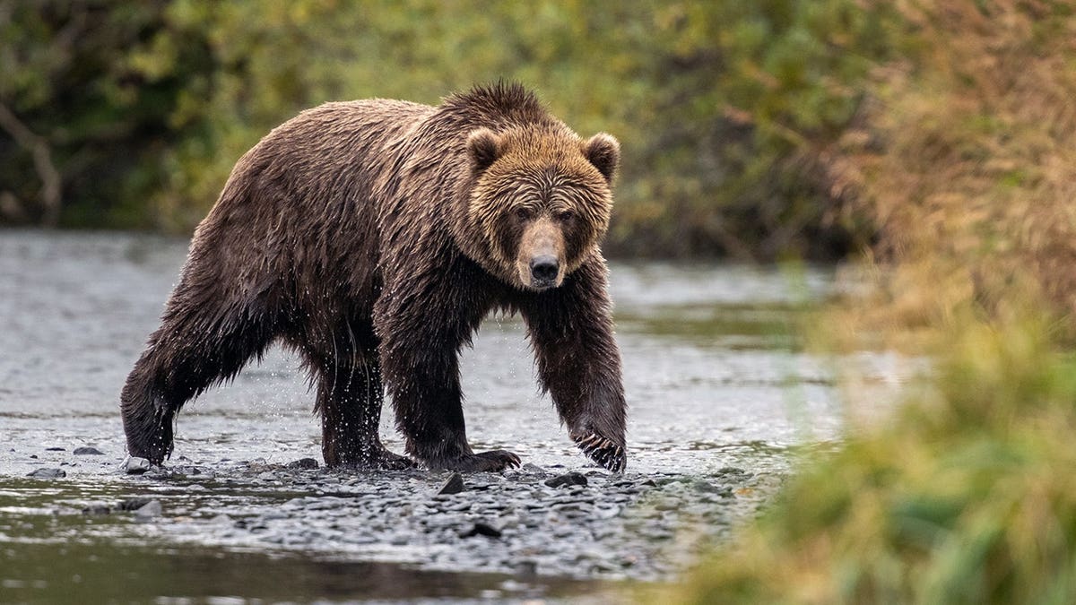 Kodiak bear stands at river's edge in Alaska looking for food.