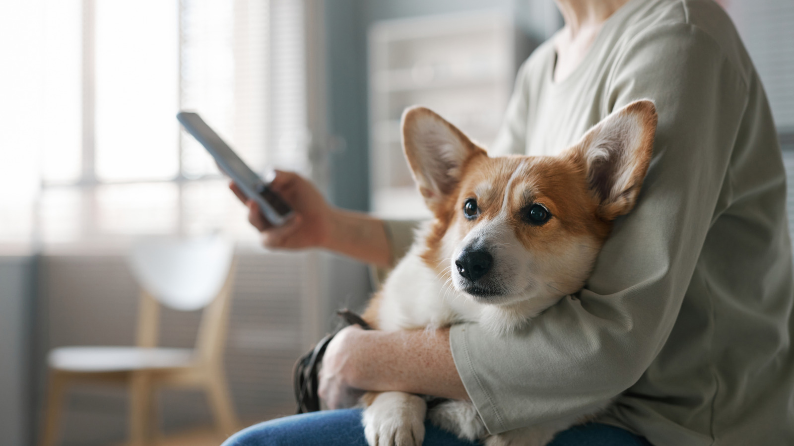 Samsung Galaxy Phones Are Getting A Cool New Feature For Pet Owners