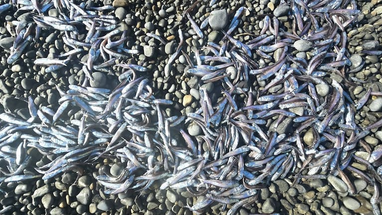 Lanternfish washed up on Pukerua Bay. (Source: Louise Wilman)
