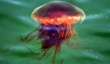 Lion's Mane jellyfish showing up in "unusually large numbers" off Cape Cod, harbormaster says