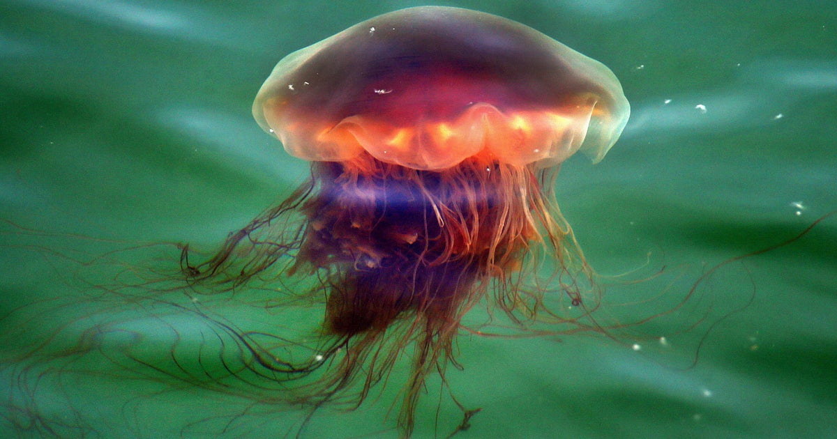 Lion's Mane jellyfish showing up in "unusually large numbers" off Cape Cod, harbormaster says