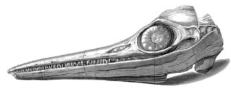 Mary Anning Ichthyosaur