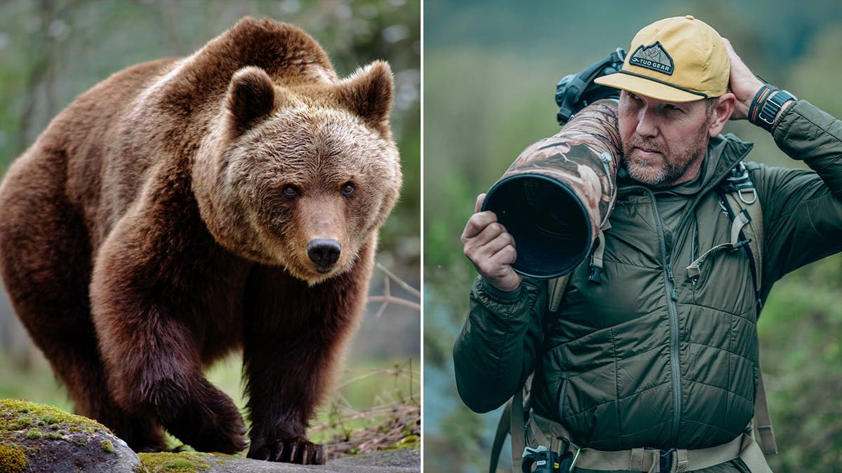 split photo of grizzly bear and a man holding a large camera lens