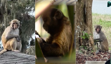Wild monkey spotted in Mount Dora again. Here's what to know, do
