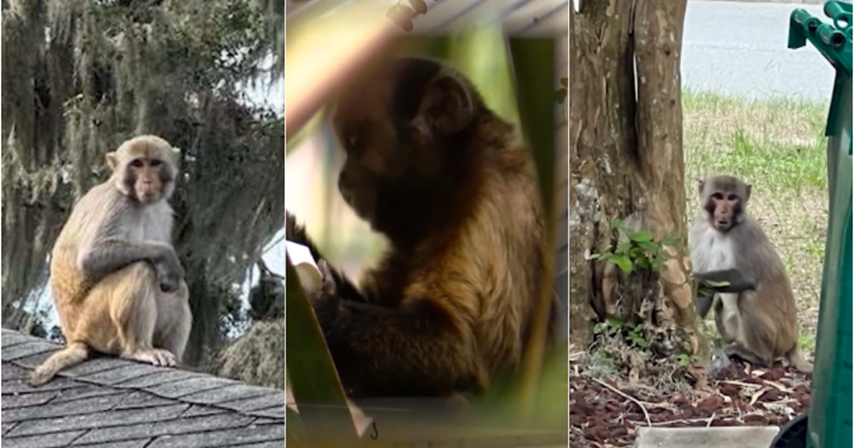 Wild monkey spotted in Mount Dora again. Here's what to know, do