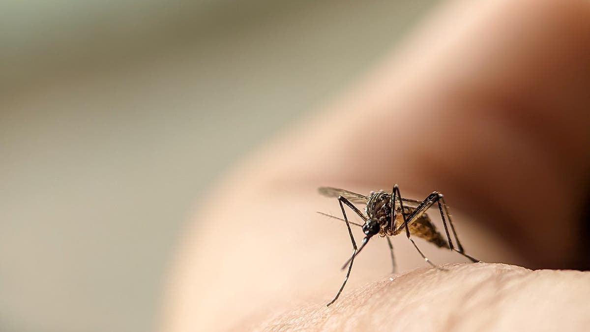 A mosquito sits on a person's arm.