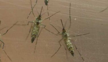 First person confirmed with West Nile virus in Louisville