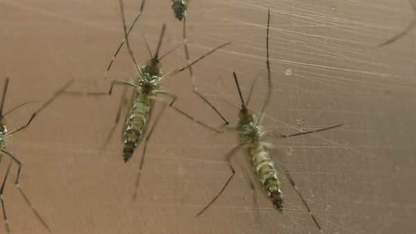 First person confirmed with West Nile virus in Louisville
