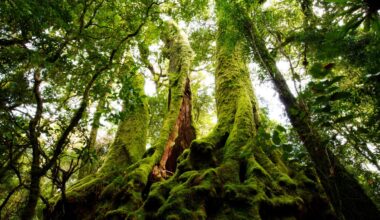 Moss Is Generating Electrical Waves That Look Startlingly Like a Neural Network : ScienceAlert