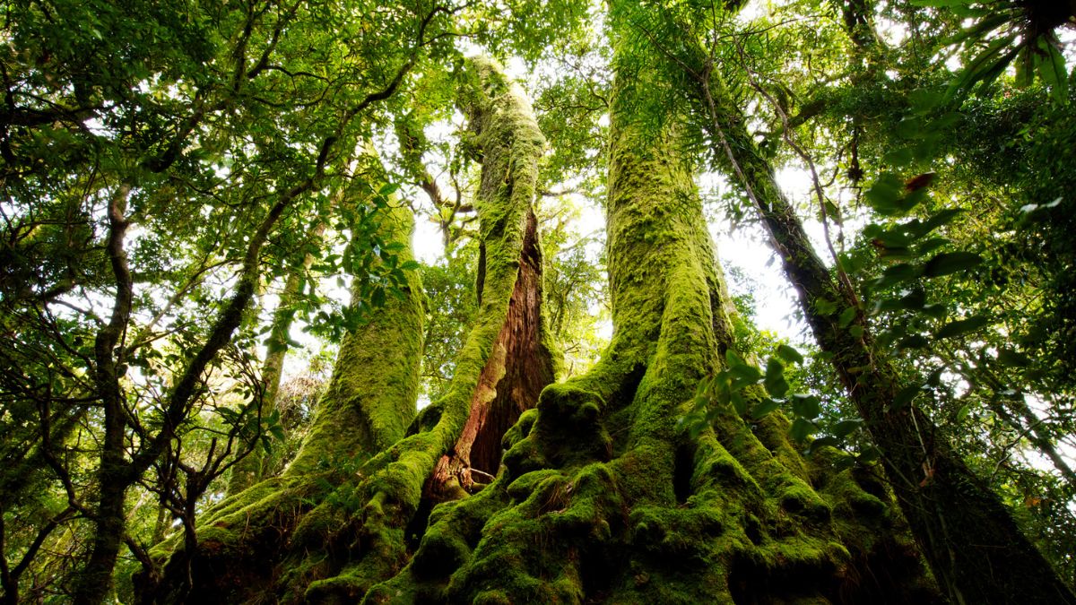 Moss Is Generating Electrical Waves That Look Startlingly Like a Neural Network : ScienceAlert