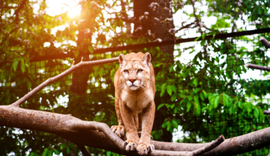 When mountain lions began appearing more often on trail cameras at a small California nature preserve, coyotes and deer shifted away from nighttime activity, and the woody plants those deer used to eat increased sixty four fold