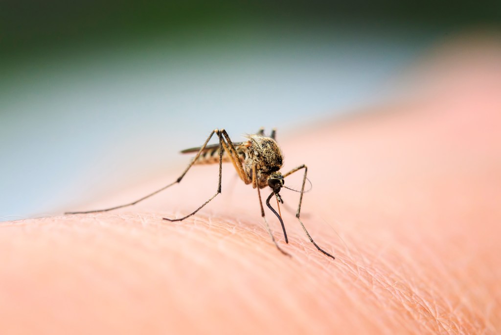A mosquito feeding on a person's hand.