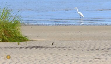 Nature: Cape May National Wildlife Refuge